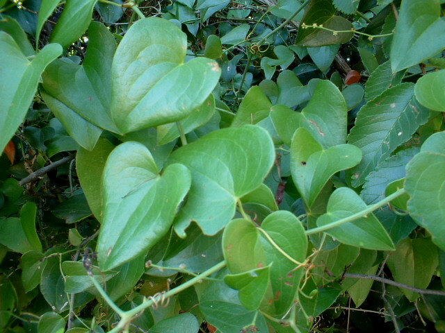 Smilax aspera / Stracciabrache, Salsapariglia nostrana